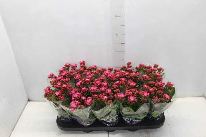 <h4>KALANCHOE DOBRADO P11 PINK</h4>