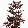 Quercus Rubra
