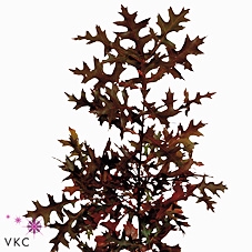 <h4>Quercus Rubra</h4>