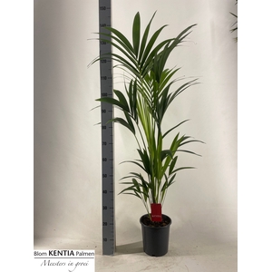 HOWEA FORSTERIANA