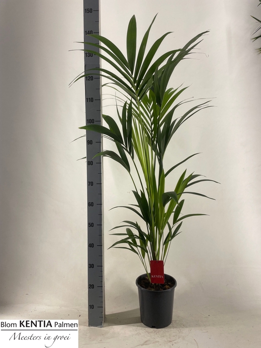 <h4>HOWEA FORSTERIANA</h4>