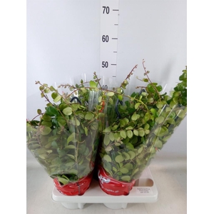 Aeschynanthus  'Pink Polka'