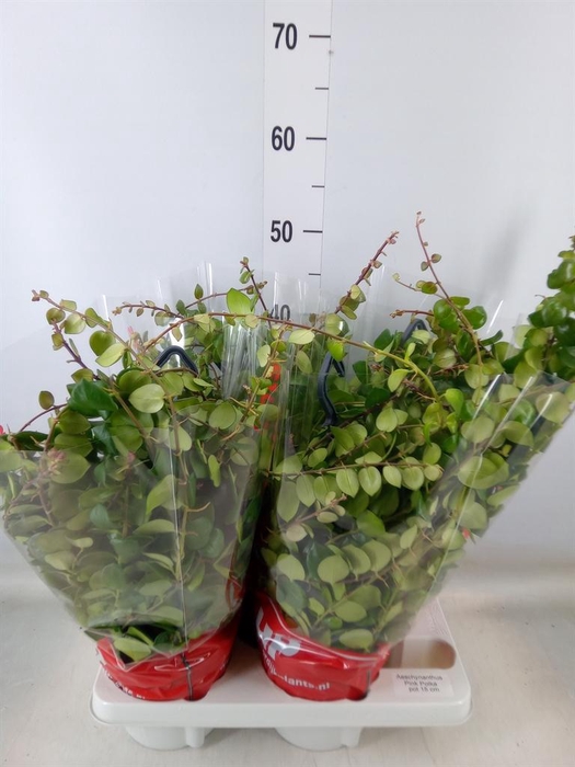 <h4>Aeschynanthus 'Pink Polka'</h4>