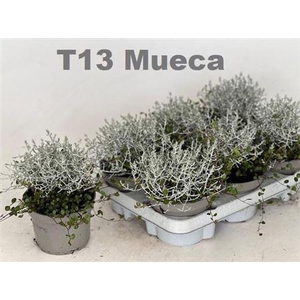 Leucoph Brownii-muehlenbeckia