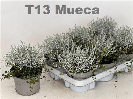 <h4>Leucoph Brownii-muehlenbeckia</h4>