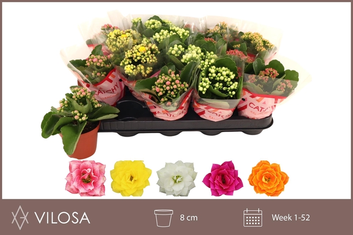 <h4>KAL GE GEM 5 KL</h4>