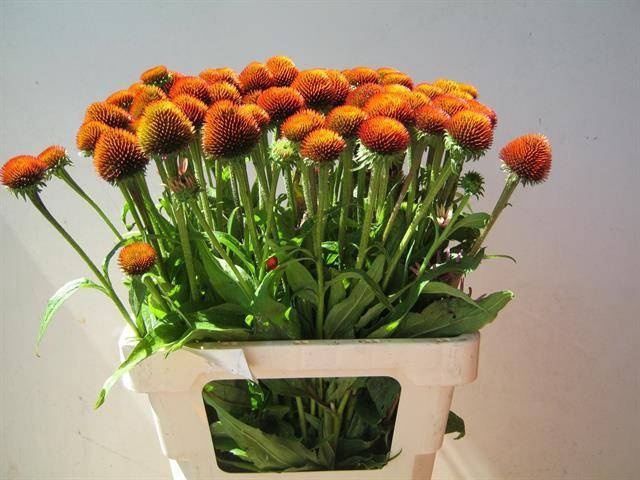 ECHI PURPUREA