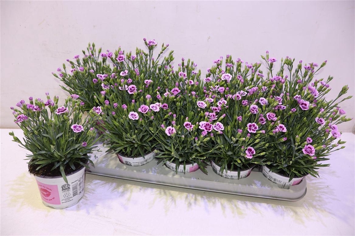 <h4>arr8 Dian Di Pink Kisses</h4>