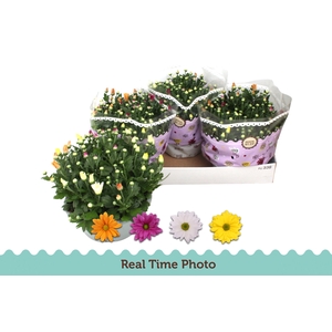 CHRYS GEM IN POT