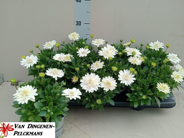 <h4>OSTEO 3D NANUK</h4>