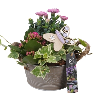 PTPP6818 Arrangement Patio in metalen bak