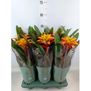 Guzmania  'Fiero Yellow'