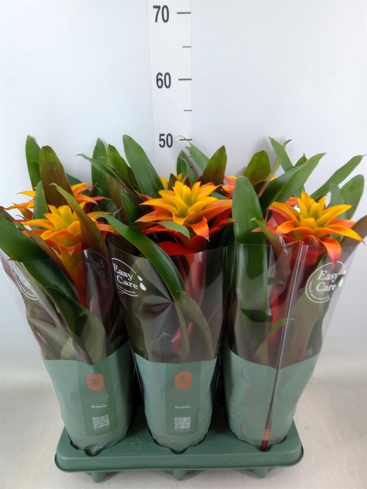 <h4>Guzmania  'Fiero Yellow'</h4>