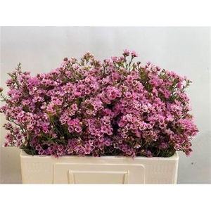 CHAME SARAHS DELIGHT