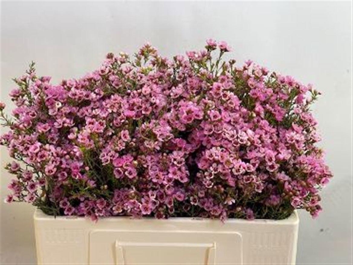 <h4>CHAME SARAHS DELIGHT</h4>