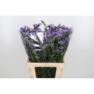 Limonium S Ocean Wings