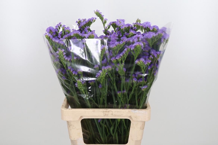 <h4>Limonium S Ocean Wings</h4>