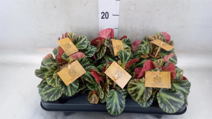 <h4>Begonia BD   ...</h4>