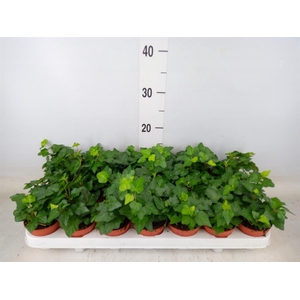 Hedera helix 'Wonder'