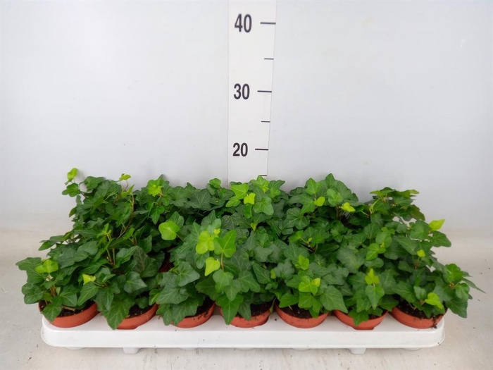 <h4>Hedera helix 'Wonder'</h4>