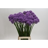 Allium Gladiator