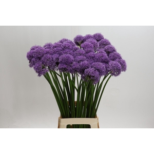 Allium Gladiator