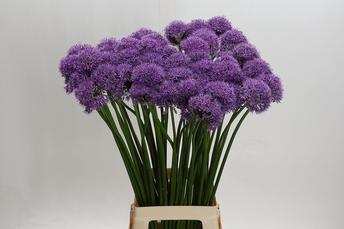 <h4>Allium Gladiator</h4>
