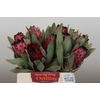 Protea Barbigera Ruby Princess Air