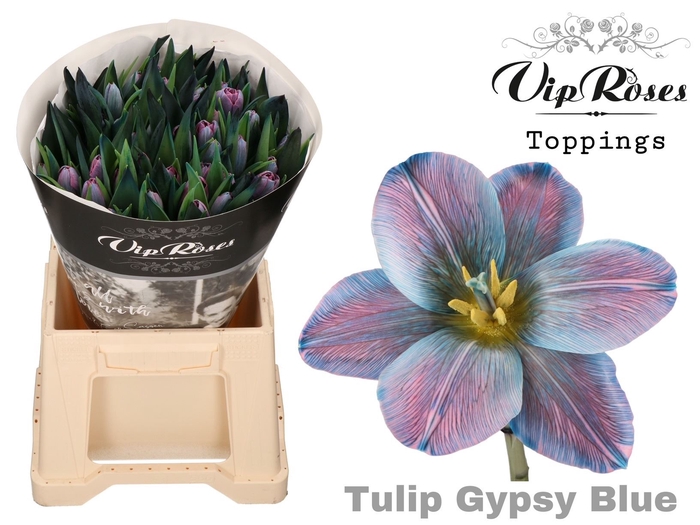 <h4>TU EN Paint GYPSY BLUE</h4>