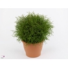 THUJA O MR BOWL BALL