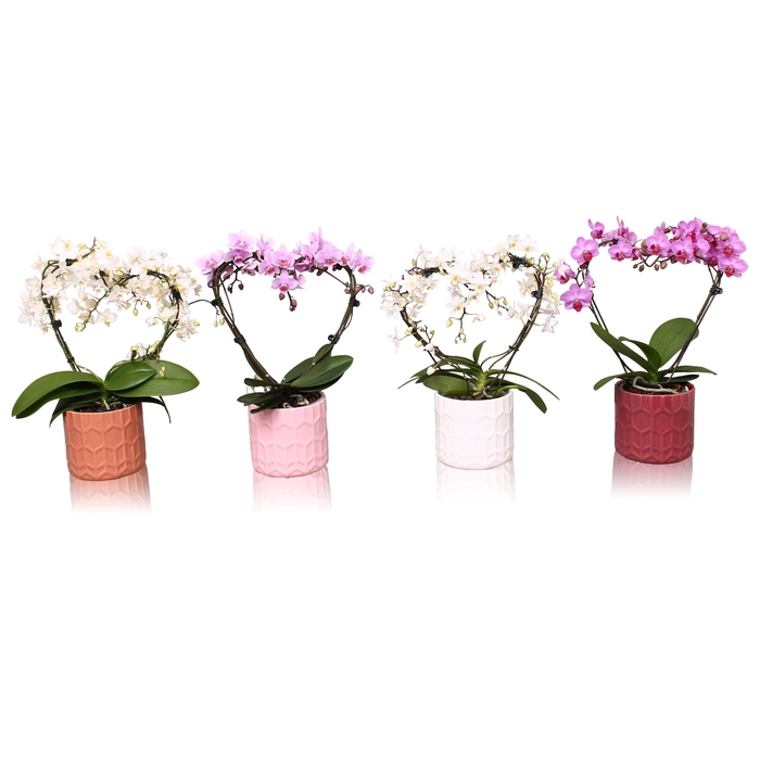 <h4>Phal. Multi vorm mix "Blossoming Heart" in keramiek BGC944 Hexa</h4>