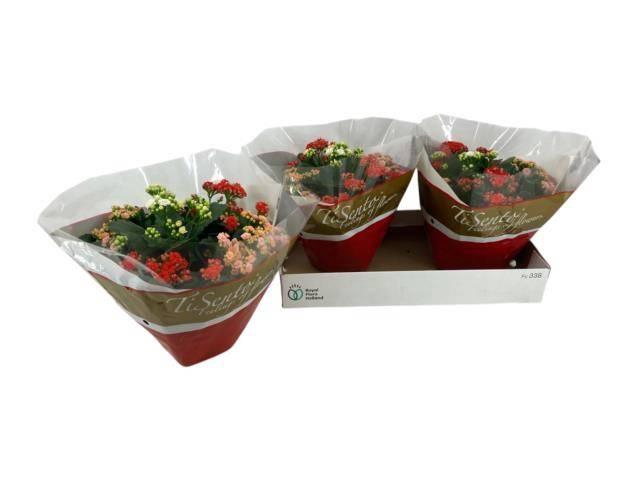 Kal Ge Gem In Pot + Silver Glitter