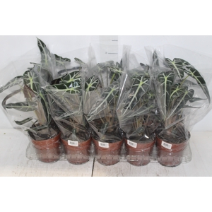 ALOCASIA PICOLLINI P12