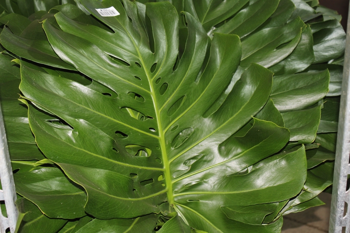 <h4>FOLHAGEM MONSTERA DELICIOSA 070 CM</h4>