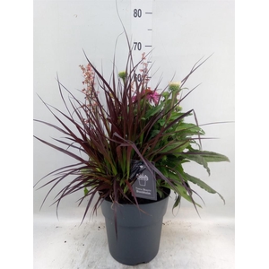 Vaste pltn   ...mix 3  [Perennials]