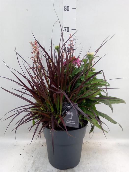 <h4>Vaste pltn   ...mix 3  [Perennials]</h4>