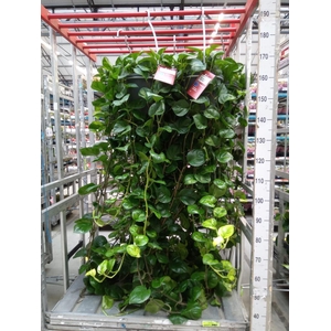 Epipremnum pinn. 'Global Green'