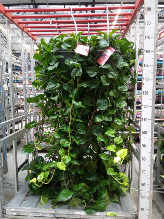 <h4>Epipremnum pinn. 'Global Green'</h4>