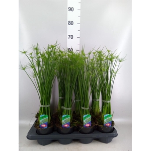 Cyperus haspan
