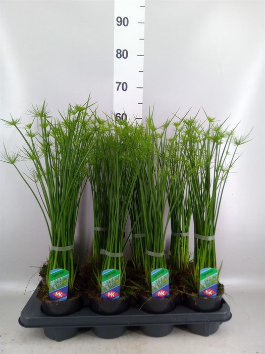 <h4>Cyperus haspan</h4>