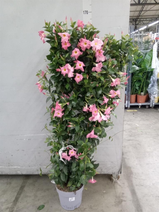 <h4>Mandevilla   ...</h4>