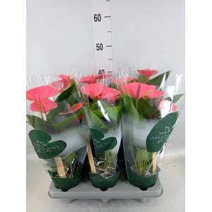 Anthurium andr. 'Sweet Dream'