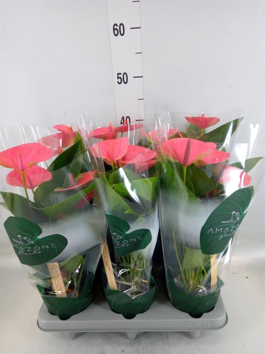 <h4>Anthurium andr. 'Sweet Dream'</h4>