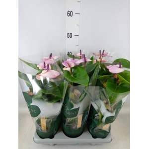 Anthurium andr. 'Laguna'