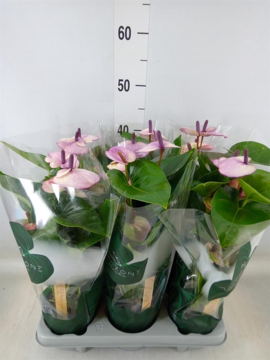 <h4>Anthurium andr. 'Laguna'</h4>
