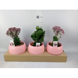 Euphorbia   ...mix