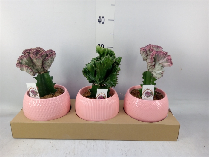 <h4>Euphorbia   ...mix</h4>