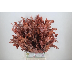 Pres Euca Stuartiana Orange Bunch