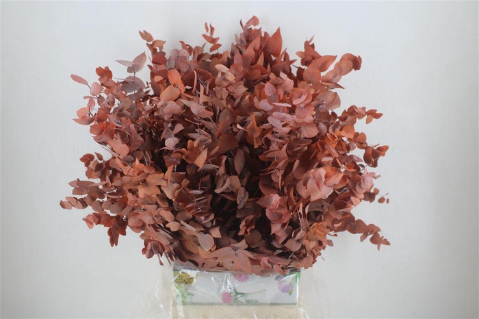 <h4>Pres Euca Stuartiana Orange Bunch</h4>