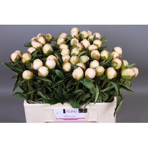 Paeonia Honey Gold | Heavy Quality